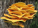 Schwefelporling (Laetiporus sulfureus)  ------- 2. Foto -------