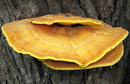 Schwefelporling (Laetiporus sulfureus) ------- 3. Foto -------