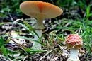 Herbstzeit 2012.....