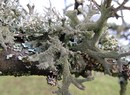 Flechten auf Obstbaum