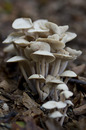 shroom cluster
