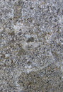 Lecanora cf. campestris (01. Mai 2013) --- 2. Foto ---