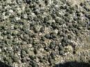 Flechte Lecidella scabra, etwas veralgt (22. Mai 2012/13:32:40 Uhr)