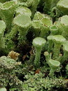 Cladonia pyxidata (Echte Becherflechte) (07. November 2008)
