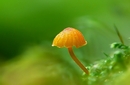 solitaire