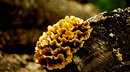 Fotos_Pilze & Flechten