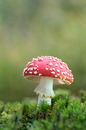 Fliegenpilz