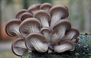 frische austernseitlinge  (PLEUROTUS OSTREATUS )