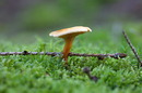 Ein unbekannter Pilz
