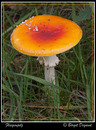 Fotos_Pilze & Flechten