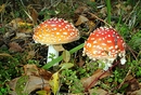 Amanita muscarina