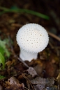 Waldpilz