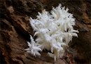  Ästiger Stachelbart (Hericium coralloides)
