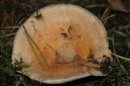 Pilz 237