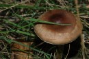 Pilz 238