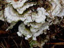 Samtige Tramete = Trametes pubescens (Schumacher: Fries) Pilát 1939 --- 3. Foto ---