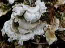 Samtige Tramete = Trametes pubescens (Schumacher: Fries) Pilát 1939 --- 4. Foto ---