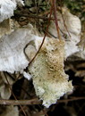Samtige Tramete = Trametes pubescens (Schumacher: Fries) Pilát 1939 --- 5. Foto ---