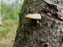 Weitlöcheriger Porling = Polyporus arcularius (Batsch) Fries 1821 (21. Mai 2008) --- 1. Foto ---