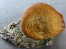 Weitlöcheriger Porling = Polyporus arcularius (Batsch) Fries 1821 (21. Mai 2008) --- 2. Foto ---