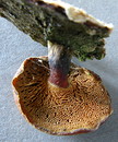 Weitlöcheriger Porling = Polyporus arcularius (Batsch) Fries 1821 (21. Mai 2008) --- 3. Foto ---