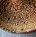 Weitlöcheriger Porling = Polyporus arcularius (Batsch) Fries 1821 (21. Mai 2008) --- 4. Foto ---