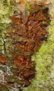 Knotiger Schillerporling = Inonotus nodulosus (Fries 1838) Pilát --- 1. Foto ---