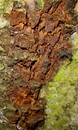 Knotiger Schillerporling = Inonotus nodulosus (Fries 1838) Pilát --- 2. Foto ---