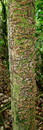 Tabakbrauner Bortsenscheibling = Hymenochaete tabacina --- 1. Foto ---