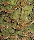 Tabakbrauner Bortsenscheibling = Hymenochaete tabacina --- 2. Foto ---