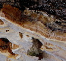 Antrodia serialis (Fries 1821) Donk 1955 = Reihige Tramete --- 3. Foto ---