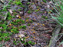 Mitrula paludosa Fries 1816: Fries 1821 = Sumpf-Haubenpilz --- 2, Foto ---