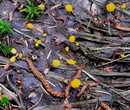 Mitrula paludosa Fries 1816: Fries 1821 = Sumpf-Haubenpilz --- 3, Foto ---