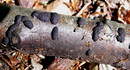 Hypoxylon multiforme (Fries: Fries) Fries 1849 = Vielgestaltige Kohlenbeere --- 1. Foto ---