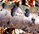 Hypoxylon multiforme (Fries: Fries) Fries 1849 = Vielgestaltige Kohlenbeere --- 2. Foto ---