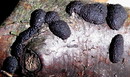 Hypoxylon multiforme (Fries: Fries) Fries 1849 = Vielgestaltige Kohlenbeere --- 3. Foto ---