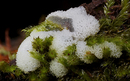 Ceratiomyxa fruticulosa