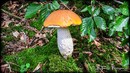 Fotos_Pilze & Flechten