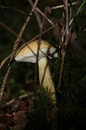Pilz