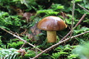 Fotos_Pilze & Flechten