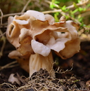 Kenne diesen Pilz leider nicht!