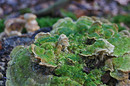 grüner Pilz