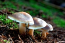 Pilze 