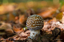 Pantherpilz