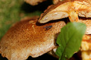 Fotos_Pilze & Flechten