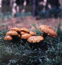 Feuer-Schüppling (Pholiota flammans) in Amrums Inselwald --- 2. Foto ---