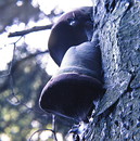 Tannen-Feuerschwamm = Phellinus hartigii (Allescher & Schnabel) Bondartzev