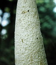 Stinkmorchel = Phallus impudicus Linnaeus: Persoon --- 2. Foto ---