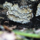 Nadelholz-Resupinatwirrling = Antrodia sinuosa (Fries) Karsten