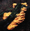 Schwefelporling = Laetiporus sulphureus (Bulliard: Fries) Murrill --- 2. Foto ---